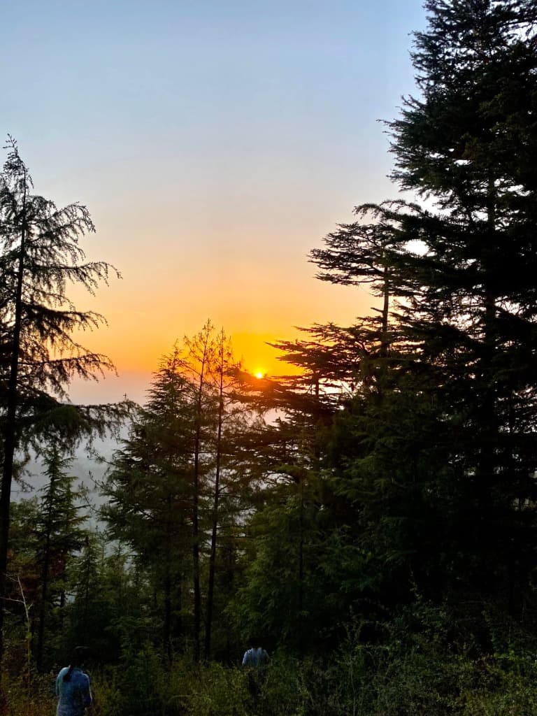 Golden sunset over Kinnaur Himalayan pine and deodar forests