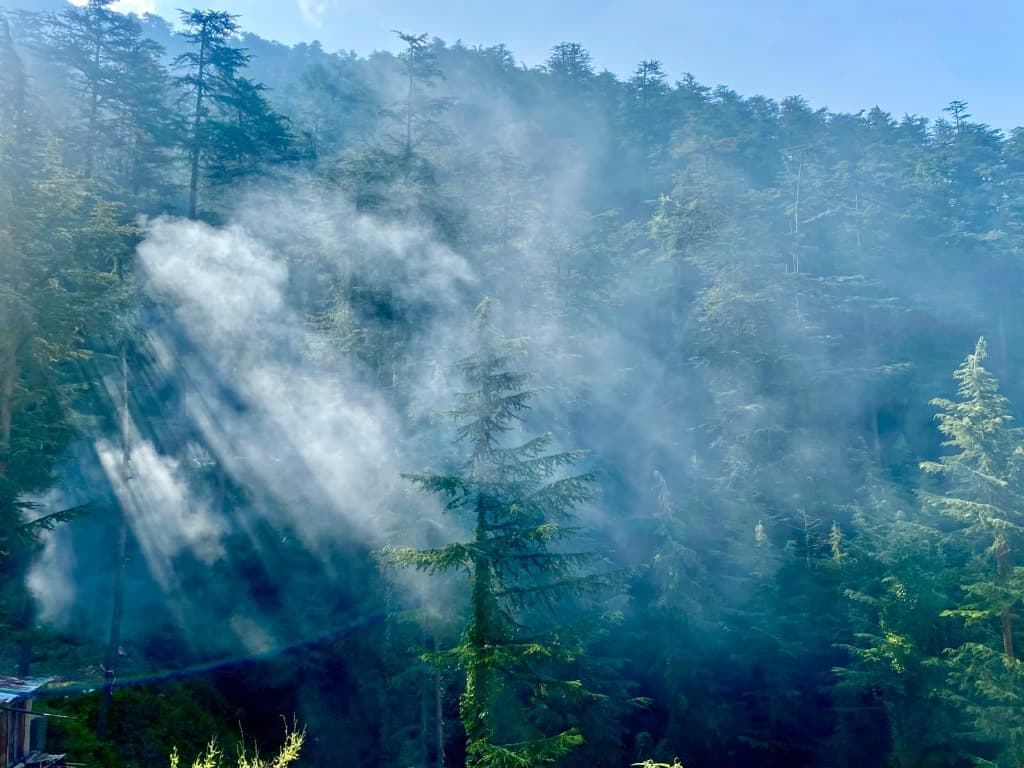 Morning Sunbeams Through Pine Mist