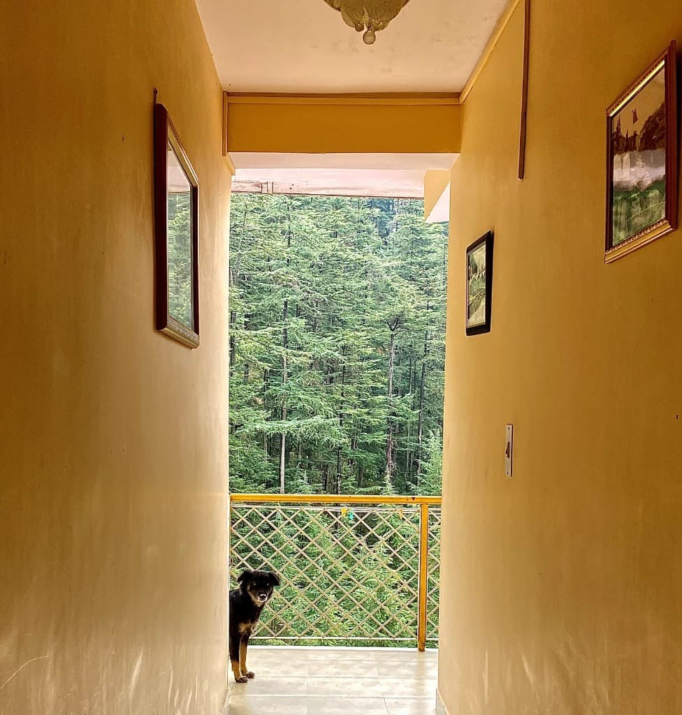 Friendly Furry Companion on Balcony