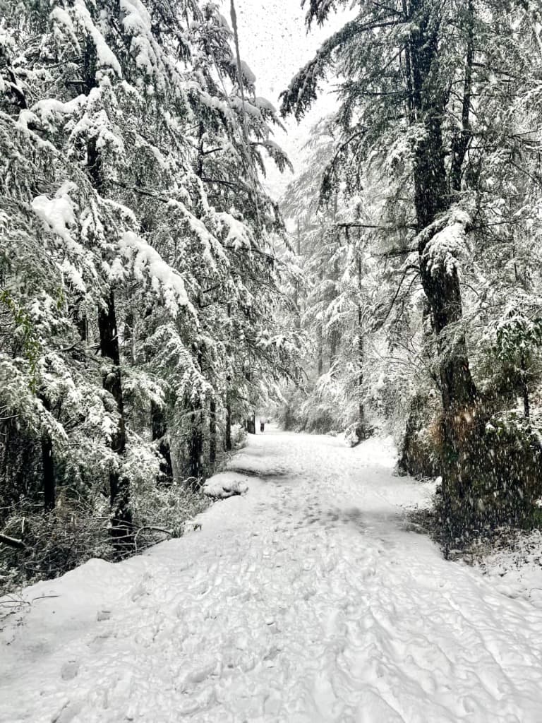 Snowy Pine Trail Outside Homestay